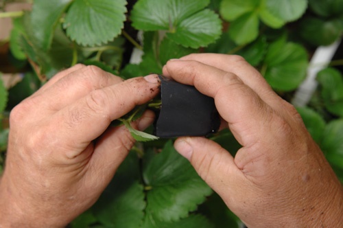 roc_hands-in-garden.jpg