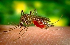 Aedes_aegypti_3.jpg