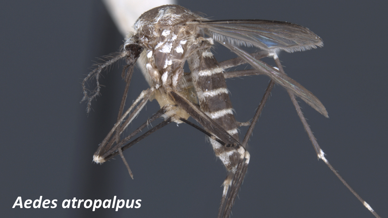 Aedes_atropalpus.png