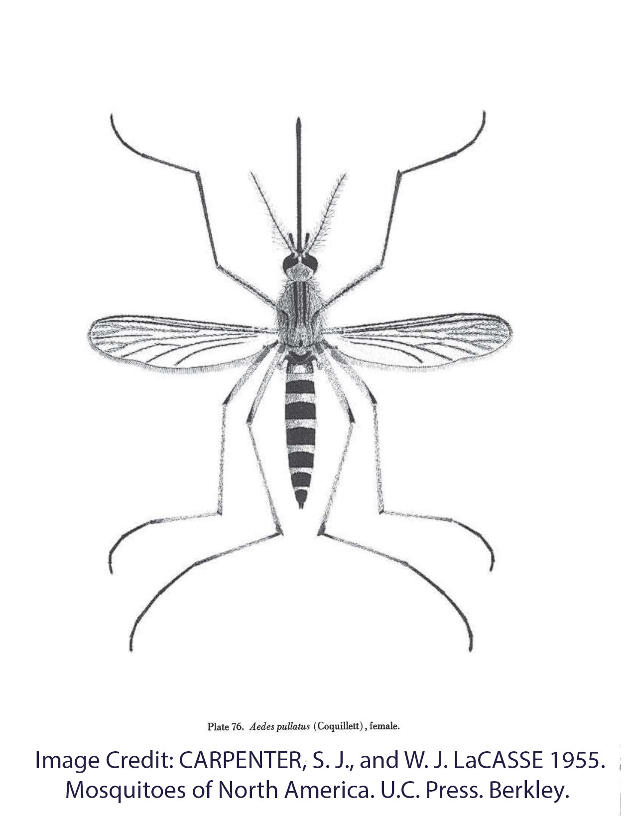 Aedes_pullatus_from_Carpenter__LaCasse_1955-2.jpg