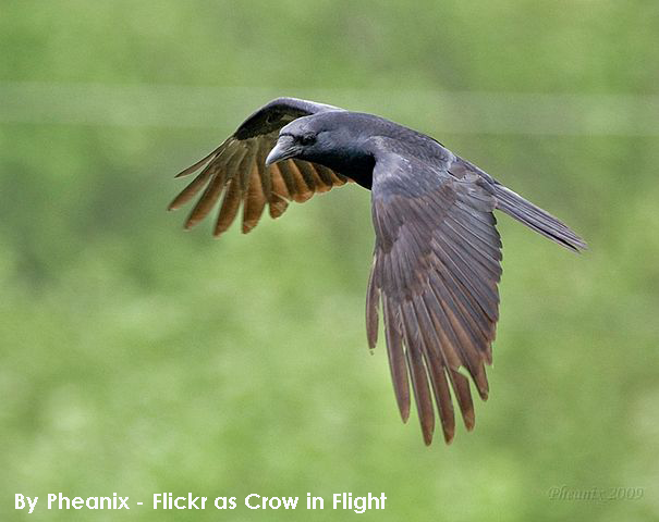 Crow_in_Flight.png