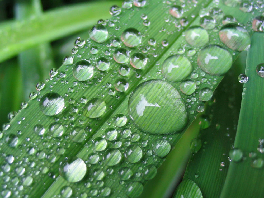 Dew Drop Meaning In Text