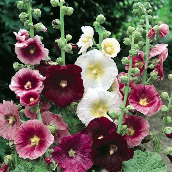 hollyhock