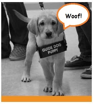  Dog=