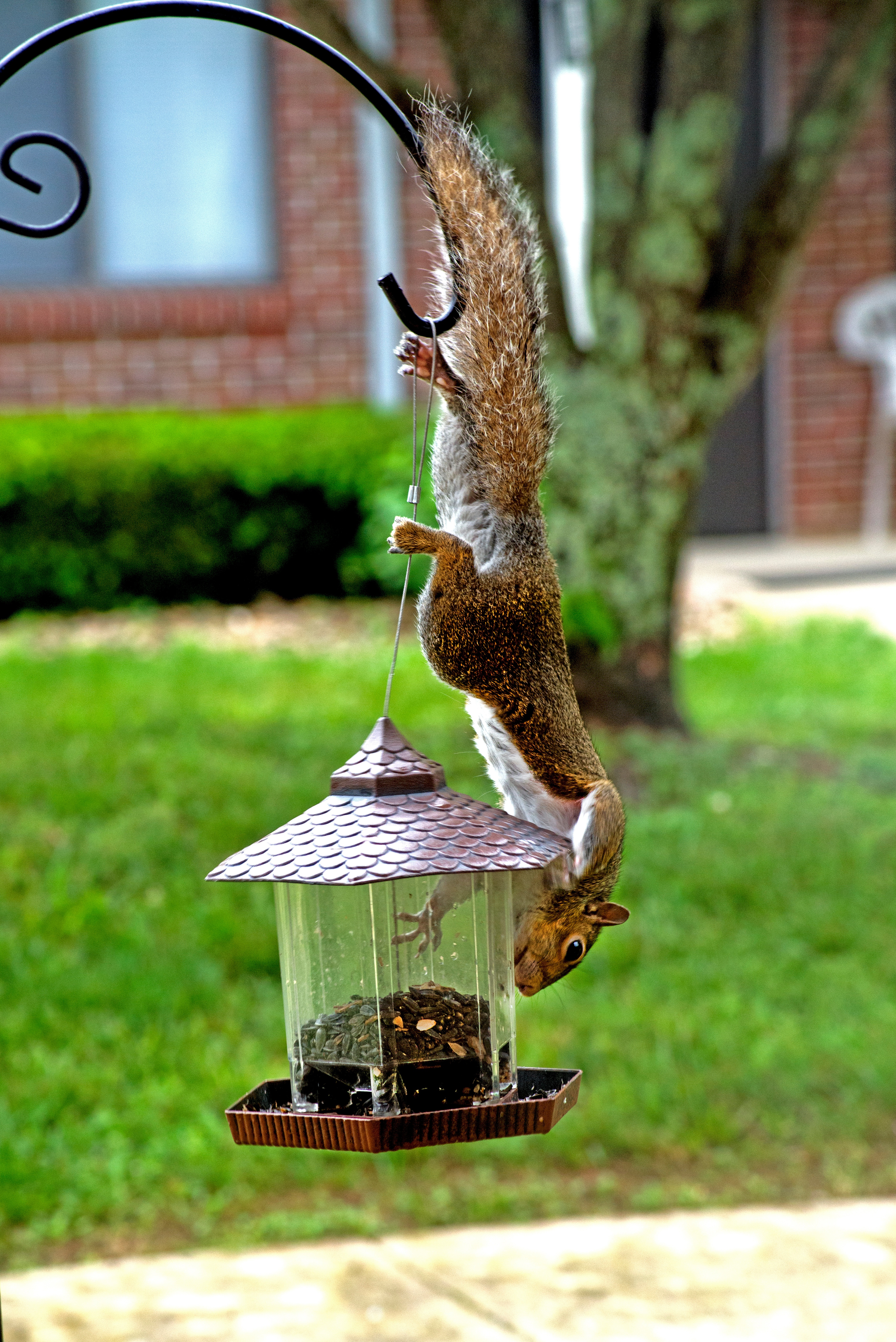 Deterring Squirrels From Your Bird Feeder