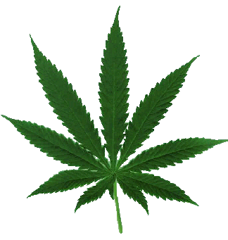 marijuana leaf