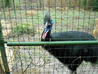 Wire Mesh Fencing for Zoos