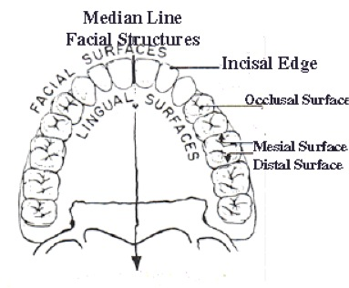direction-and-positions-of-teeth