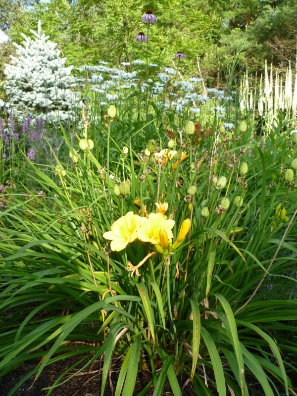 How long do daylilies bloom?