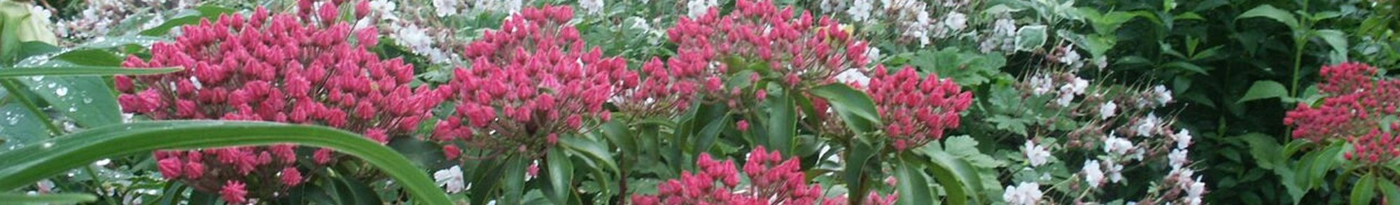Insiders-Guide-to-Landscape-Design-banner.jpg