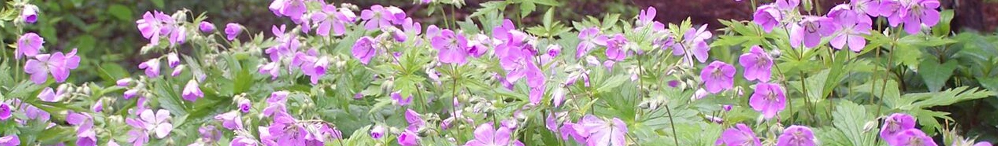 Landscape-Discovery-Session-banner.jpg