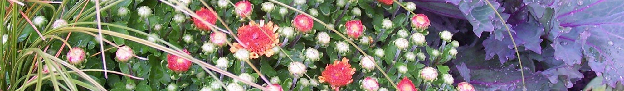 corporate-sceneries-banner.jpg