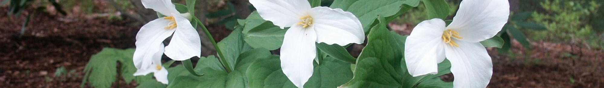 Environmental Restoration