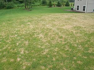 Common Lawn Care Diseases: The Dubious Dollar Spot