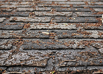 Reasons & Observations for Shingle Roof Replacement