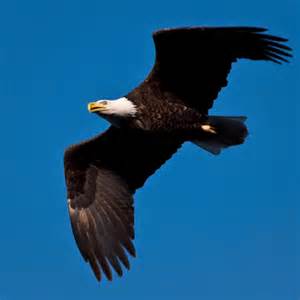 The Hunter and the Hunted: Lead Poisoning of Bald Eagles image