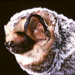 Assessing the Environmental Impacts and Human Effects on Bats image