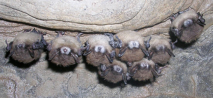 Bats and White-Nose Syndrome: How YOU Can Make a Difference image