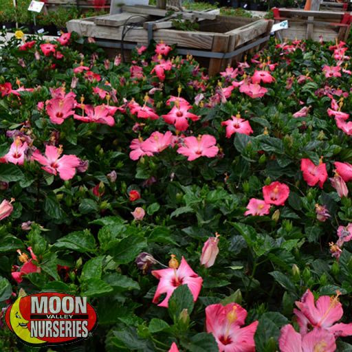 hibiscus_pink_section