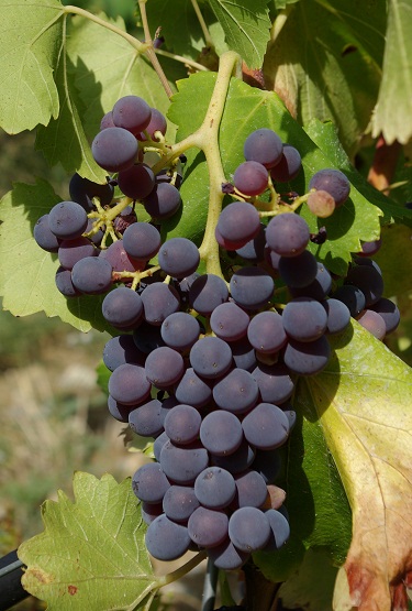 Grenache Noir grapes