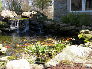 4 Key Considerations For Koi Ponds