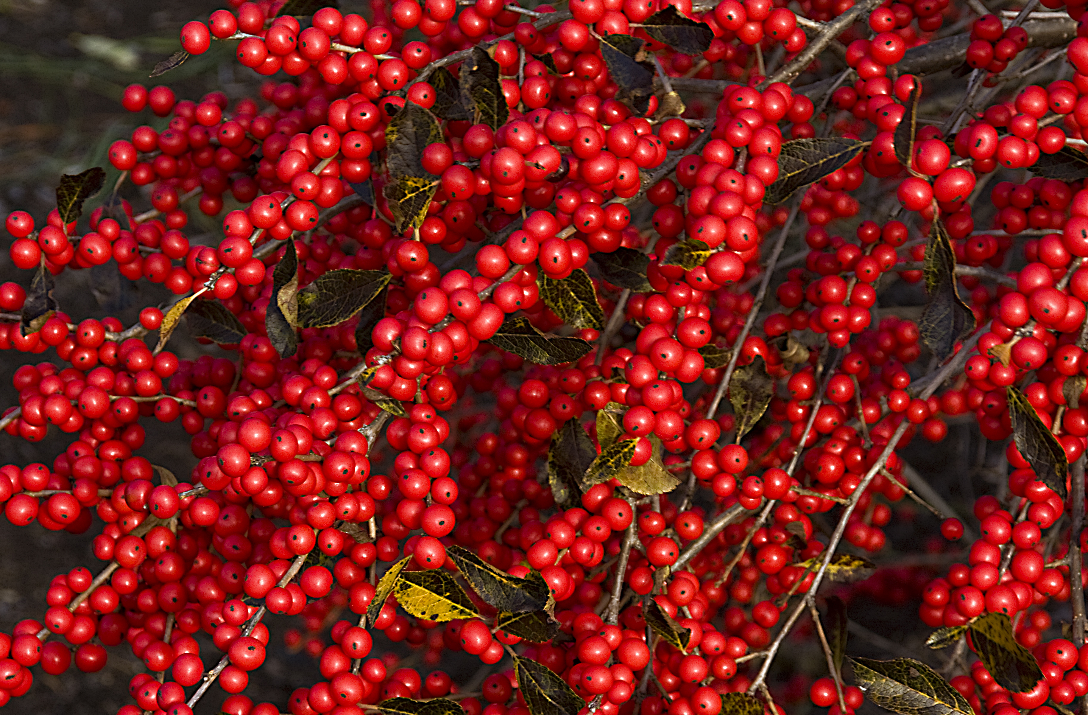 winterberry red berry interest