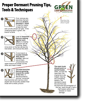 pruning graphic thumb