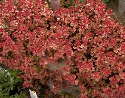 Sedum roter Teppich