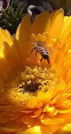 Bee