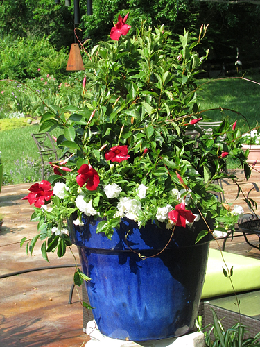 suntory flowers, sun  parosol, red white blue flowers, garden media group, red white blue container flowers garden, patriotic gardening, how to market holiday tips labor day 4th of july 