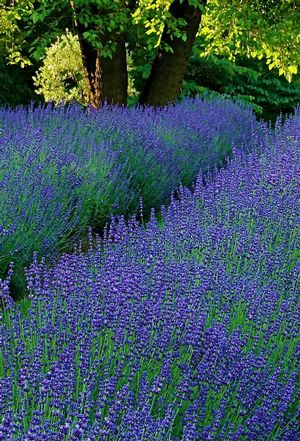 lavender phenomenal peace tree farms garden trends 2013