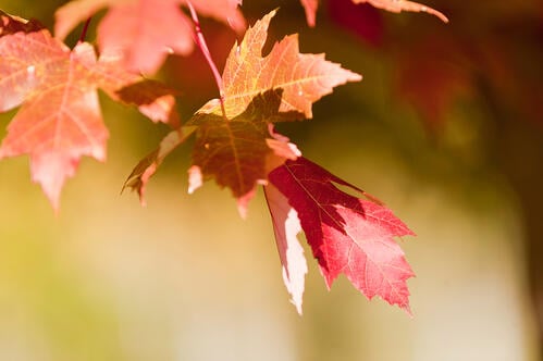 fall leaves, autumn, garden media group, pinterest, trends, pinterest trending boards