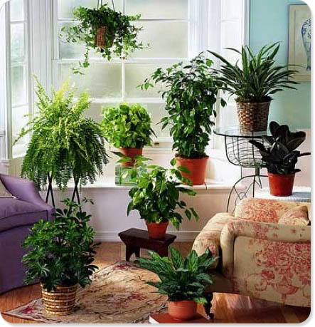 garden media group 02for you loves houseplants o