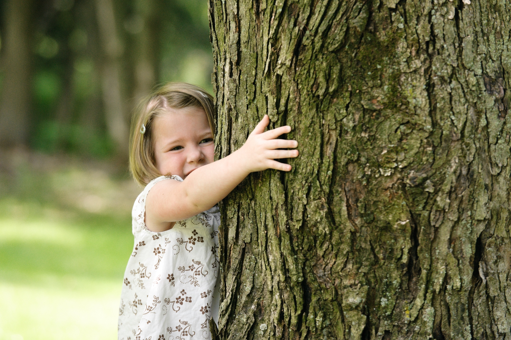 Benefits of Trees  LoveYourTrees