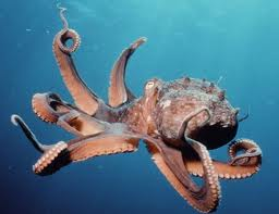 octopus resized 600