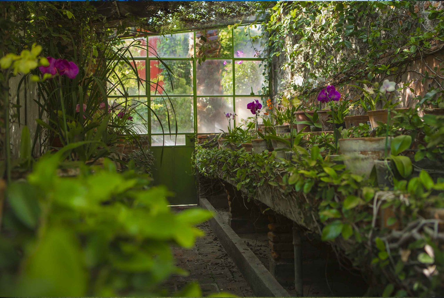 A lush greenhouse is a special botanical haven for plant lovers in this San Miguel setting. A lush greenhouse is a special botanical haven for plant lovers in this San Miguel setting.