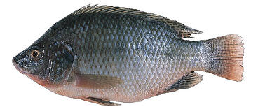 Breeding Tilapia for Aquaponics