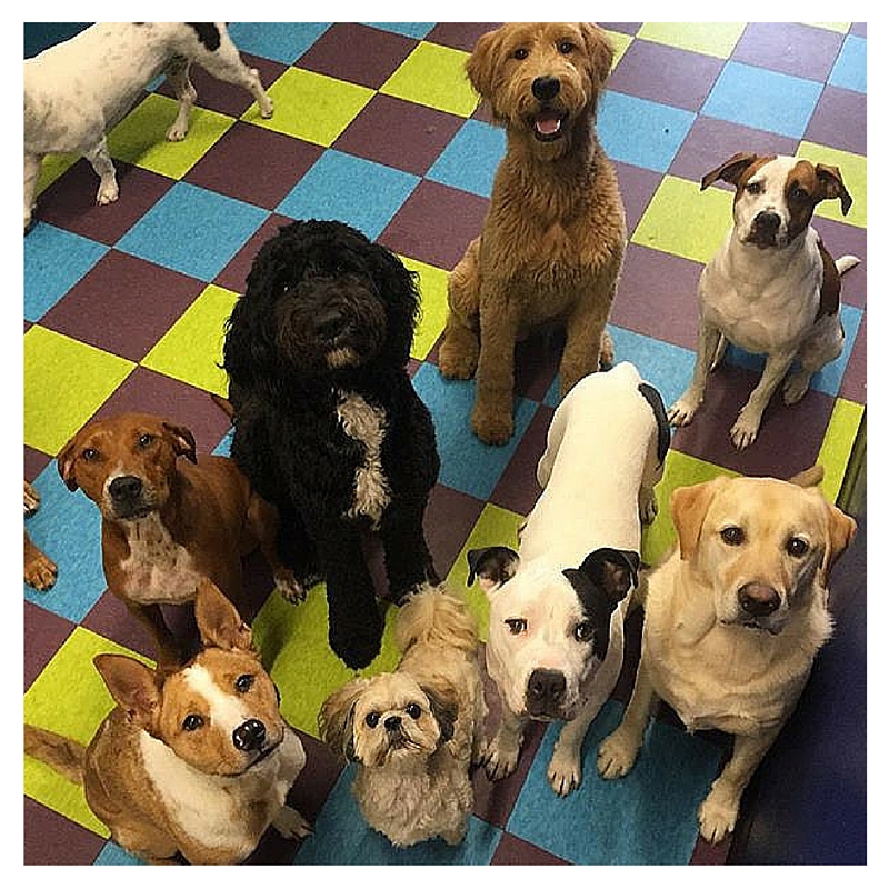 Case studies for veterinary technicians picture