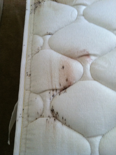 Bed Bug evidence on mattress Raleigh, N.C. 