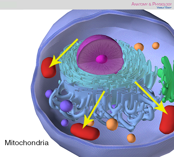 eukaryotic cell mitochondria atp power plant energy