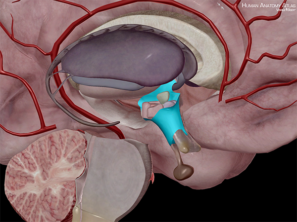 hypothalamus-pituitary-gland-hypothalamic-nuclei