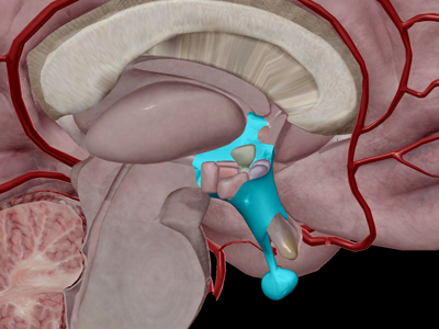 the endocrine system: hypothalamus and pituitary