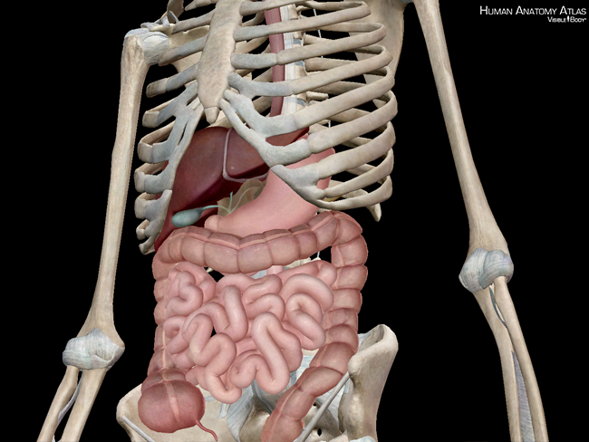 Anatomy and Physiology: Major Components of the Digestive System