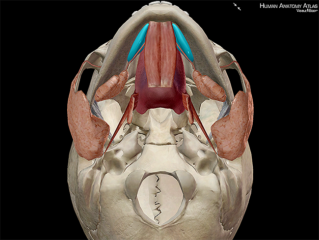 anatomy and physiology: six facts about the salivary glands and