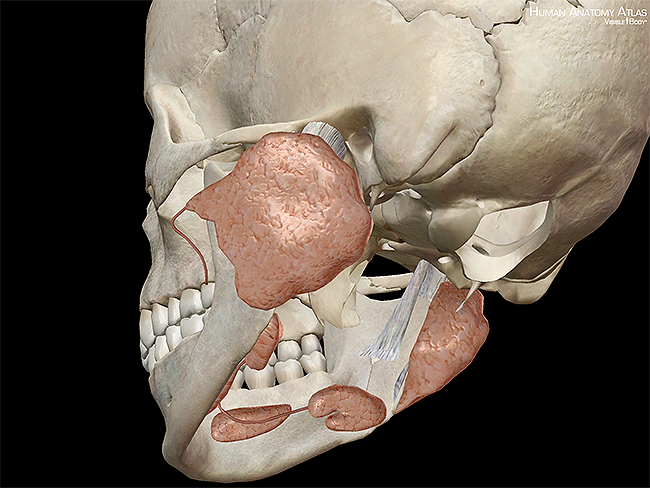 Anatomy and Physiology: Six Facts about the Salivary Glands and Saliva