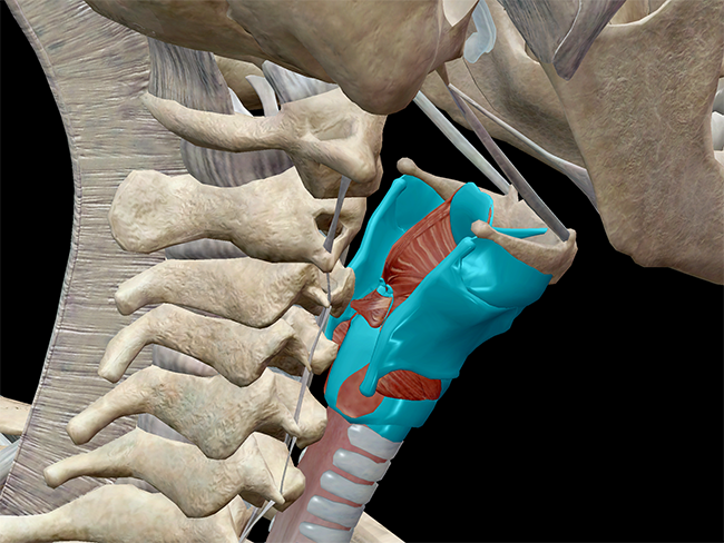 Anatomy and Physiology: Phonation and the Larynx