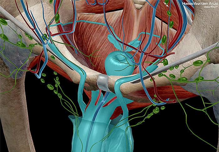 Anatomy and Physiology: Internal Male Reproductive Anatomy