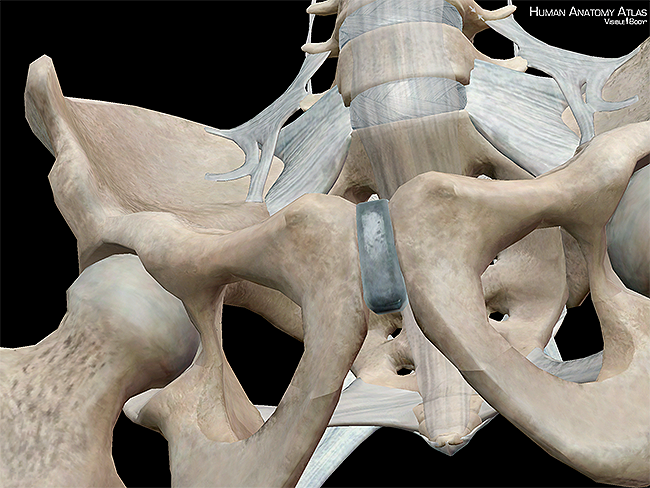 3D Skeletal System: 5 Cool Facts about the Hip Bones