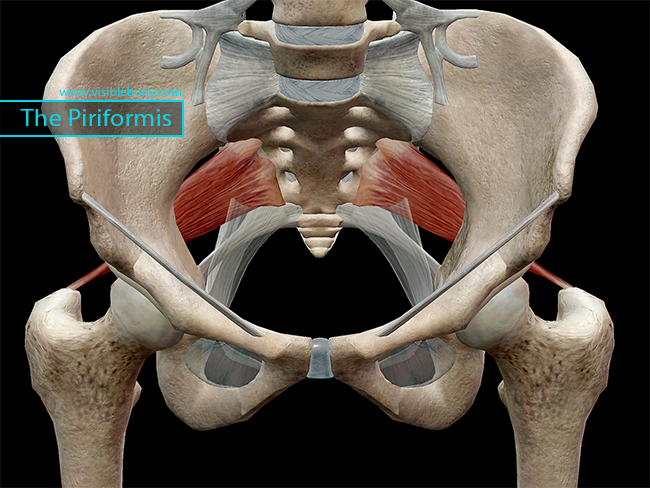 Learn Muscle Anatomy: Lateral Rotators