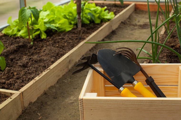 These Box Plants Are Easy to Grow in the Desert & Without a Garden These Box Plants Are Easy to Grow in the Desert & Without a Garden